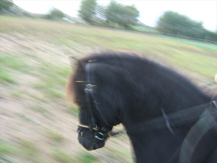 Anden særlig race Guffe billede 3