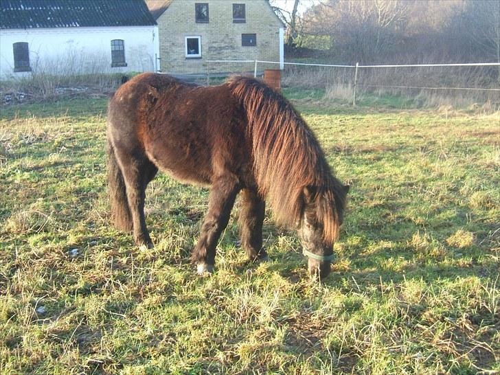 Anden særlig race Guffe - "Bjørnen" Guffe ved vintertid... billede 4