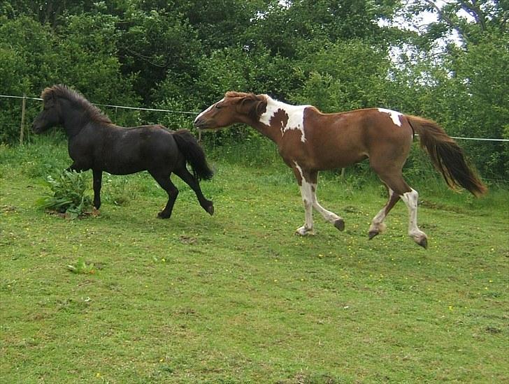 Anden særlig race Guffe - Der leges på folden... billede 5