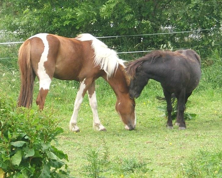 Anden særlig race Guffe - Men for det meste er der fred og ro... billede 6