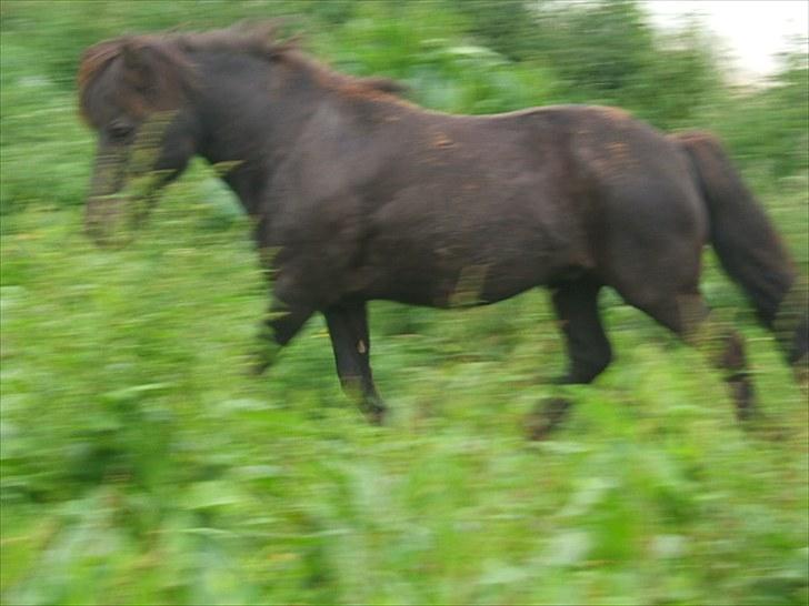 Anden særlig race Guffe billede 7