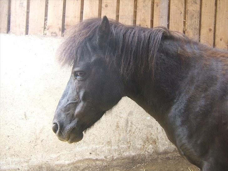 Anden særlig race Guffe billede 8
