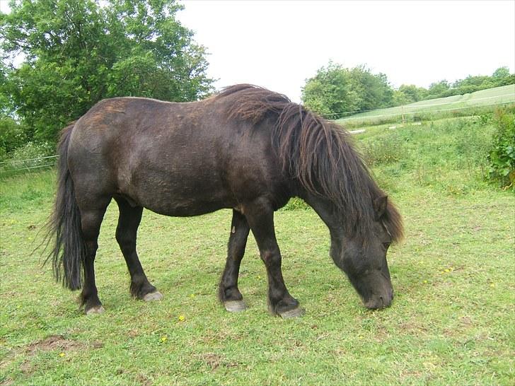 Anden særlig race Guffe billede 9