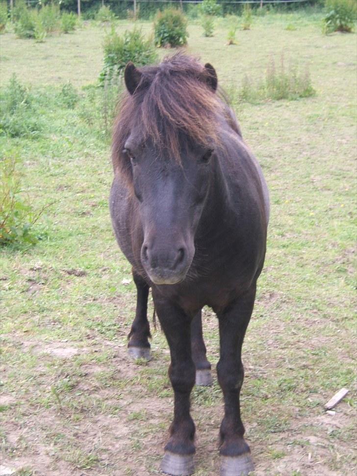 Anden særlig race Guffe - Har du noget jeg kan spise mor? billede 10