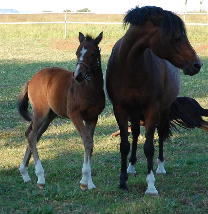 Anden særlig race Lykkebos Beauty - Hun kan ikke så godt lide vores hund:) billede 15