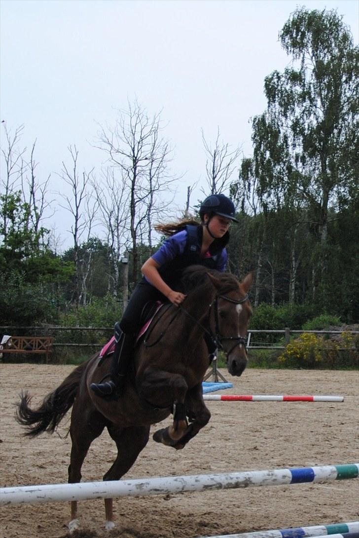 Welsh Pony (sec B) Marieton's Silvy [solgt] - jaaa springe kan vi også, ikke mor :D <3 billede 5