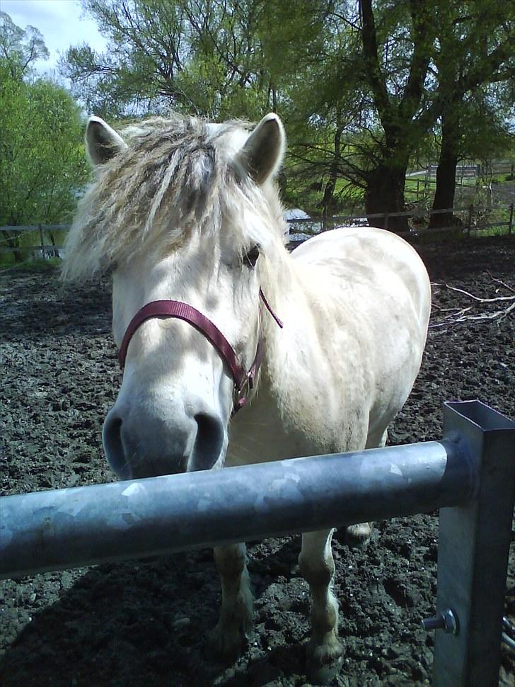 Fjordhest Tulstruplunds Benjamin - ikke min           billede 15