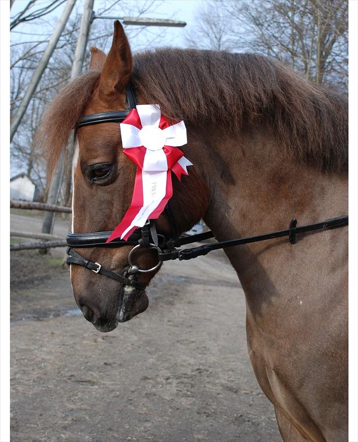 New Forest Copyright - Championatsvinder 2009!! billede 20