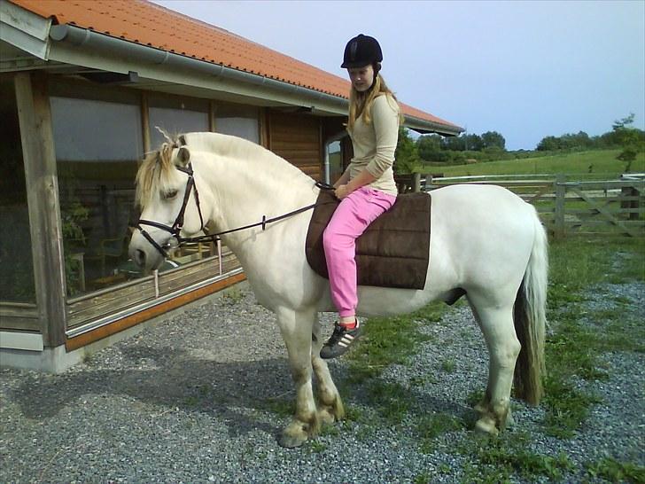 Fjordhest Tulstruplunds Benjamin - ikke min           billede 16