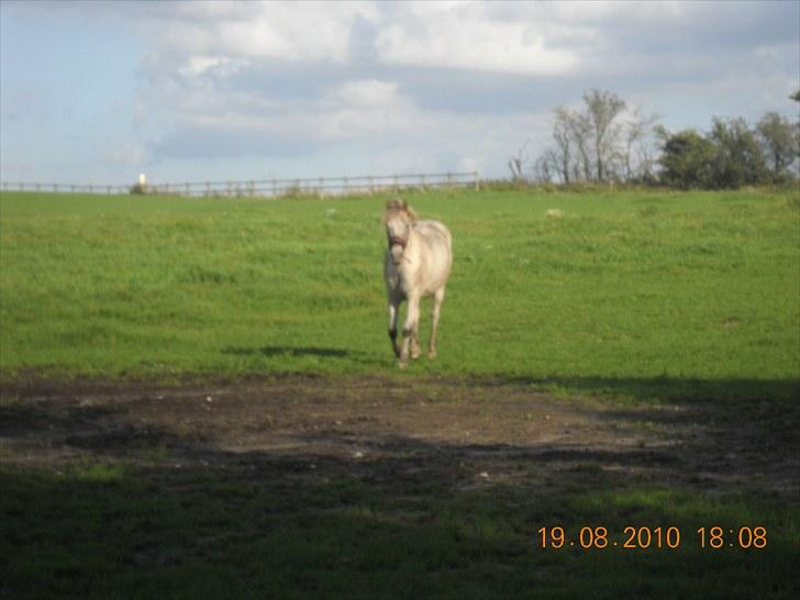 Knabstrupper Inger AKA Brumbas(savnet) - du kommer mig altid i møde når jeg skal hente dig fra folden.. :) billede 2