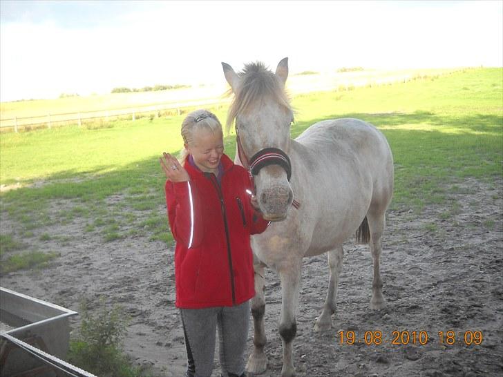 Knabstrupper Inger AKA Brumbas(savnet) - hehe fik en flue i hovedet og skulle lige tag den væk.. elsker dig brumbas <3 <3  billede 3