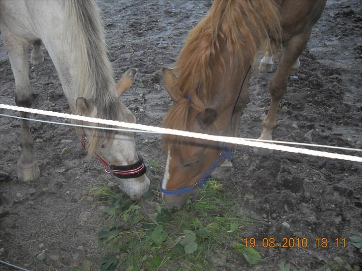 Knabstrupper Inger AKA Brumbas(savnet) - spiser lidt blade sammen med sin veninde Rabel. :D billede 4