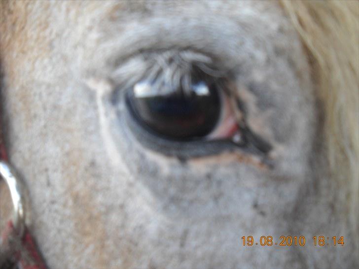 Knabstrupper Inger AKA Brumbas(savnet) - hendes smukke øje.. <3 <3 <3 billede 5