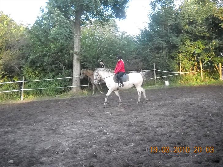 Knabstrupper Inger AKA Brumbas(savnet) - vi øver os meget men hun var lide stresset så det gik ikke så godt.. :) billede 6