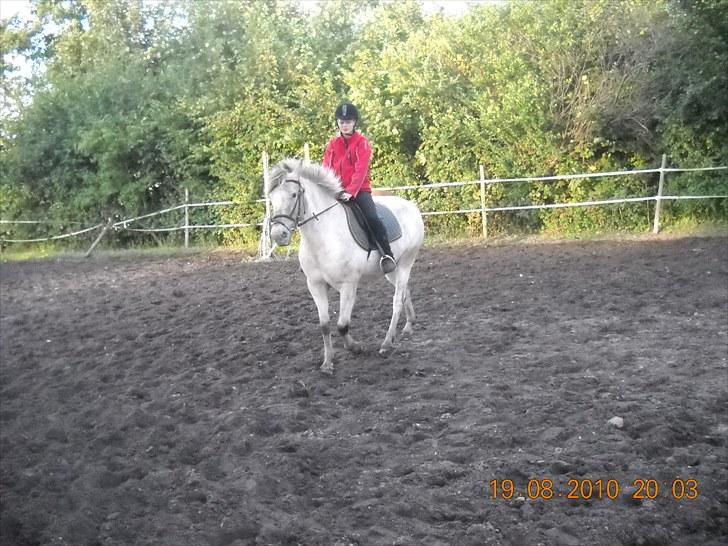 Knabstrupper Inger AKA Brumbas(savnet) - hehe lidt sjovt billede syndes jeg.. :) billede 7