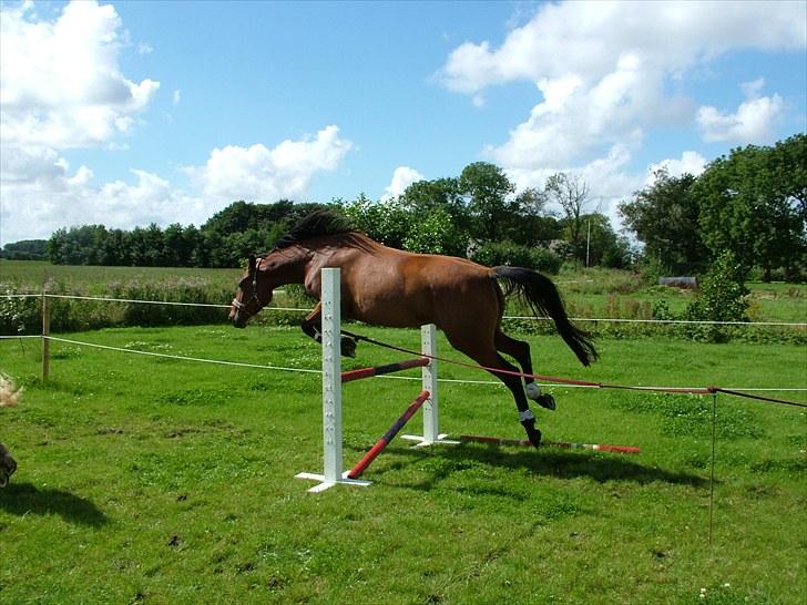 Anden særlig race Star billede 14