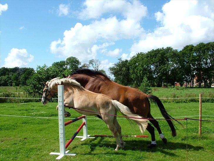Anden særlig race Star - Tino og Star elsker at synkron springe...  billede 17