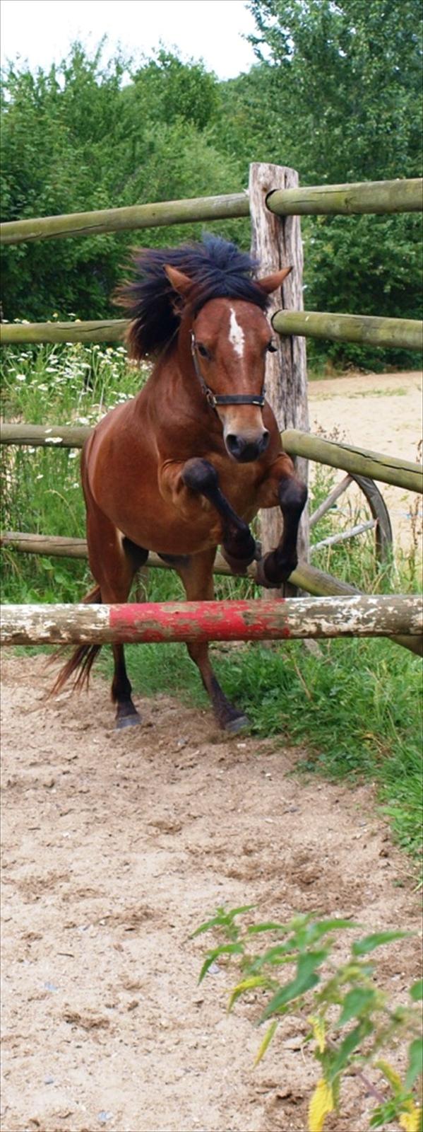 Gotlandsruss Pegasus Pan billede 8