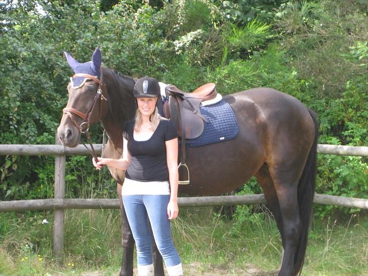 Dansk Varmblod Anuqa billede 8