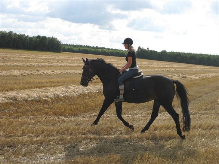 Dansk Varmblod Anuqa billede 9