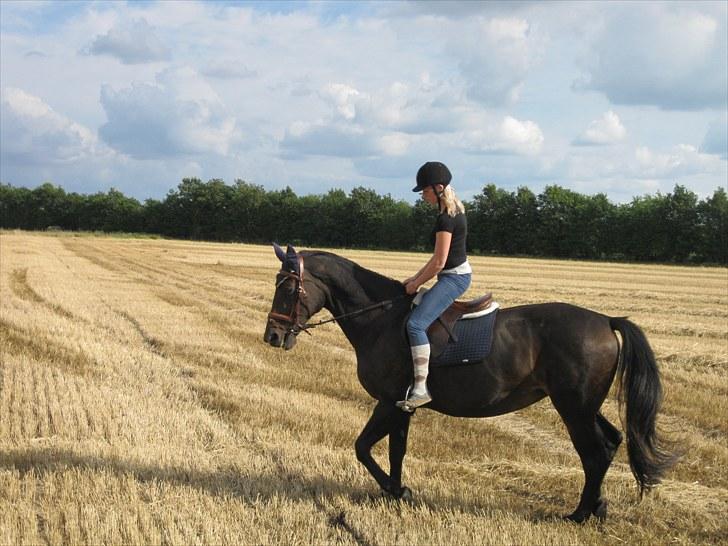 Dansk Varmblod Anuqa billede 10