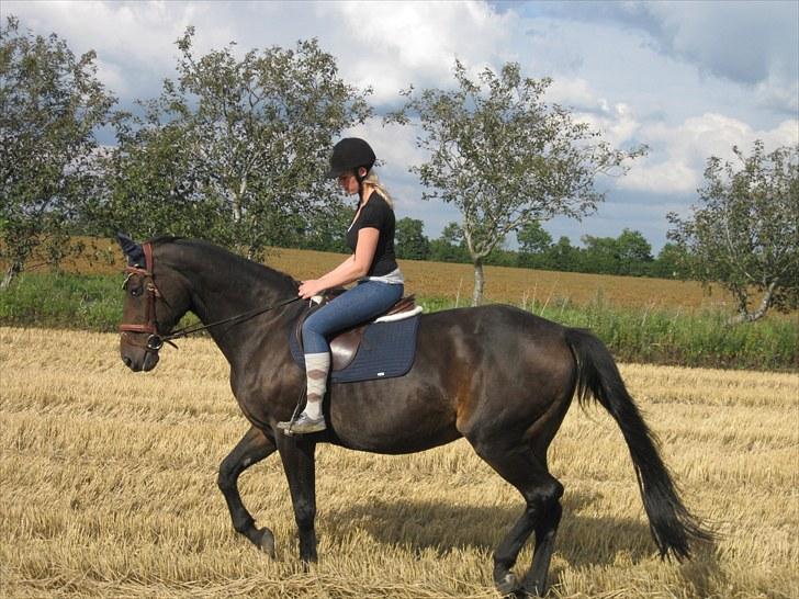 Dansk Varmblod Anuqa billede 11