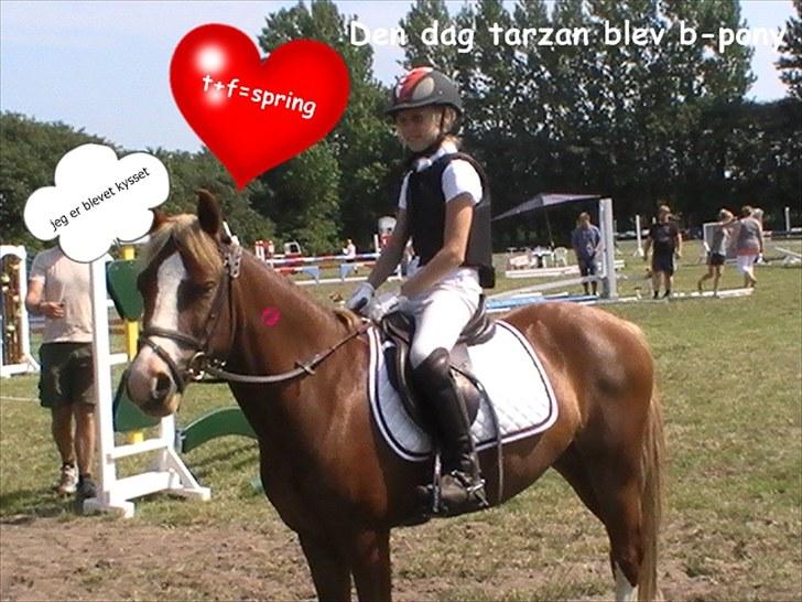 Welsh Pony af Cob-type (sec C) Tarzan *B-PONY* Solgt & savnet:´( billede 16