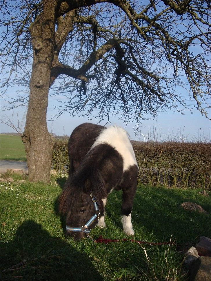 Shetlænder Thorsvang´s Samson billede 3