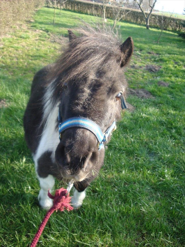Shetlænder Thorsvang´s Samson billede 5