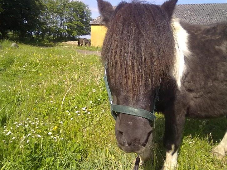 Shetlænder Thorsvang´s Samson billede 6