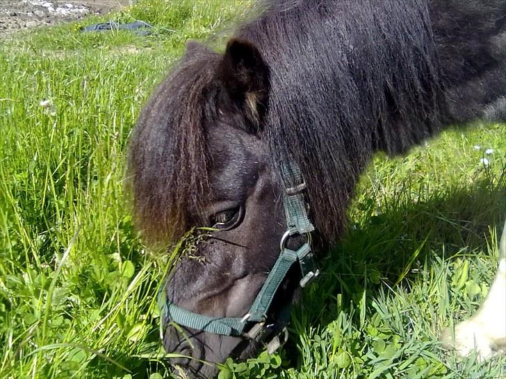 Shetlænder Thorsvang´s Samson billede 9