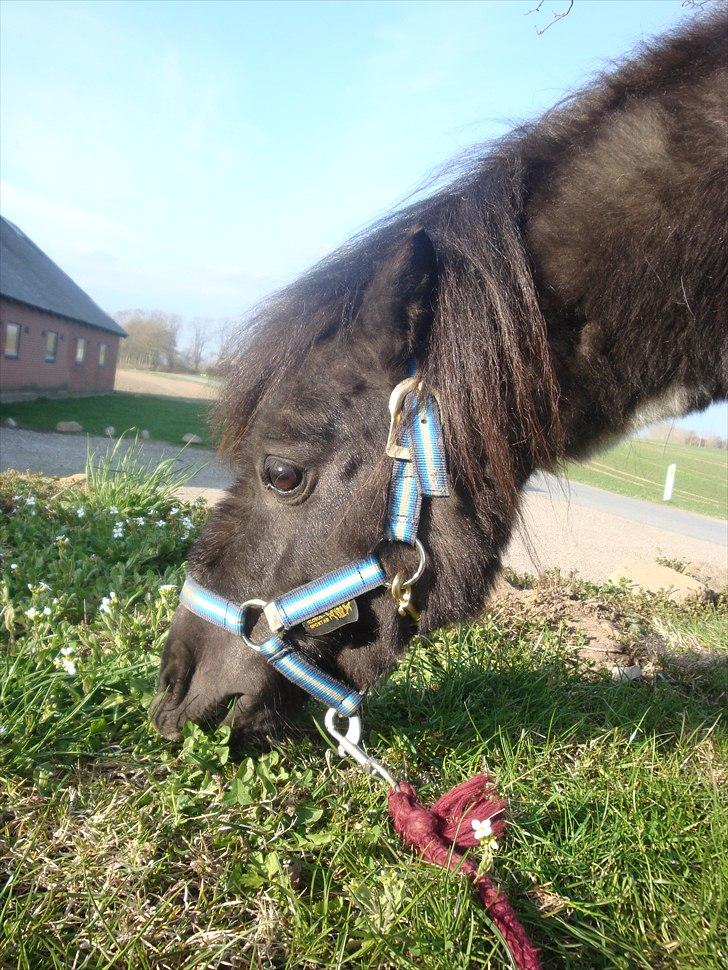 Shetlænder Thorsvang´s Samson billede 7