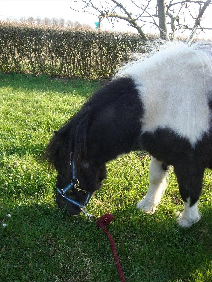 Shetlænder Thorsvang´s Samson billede 10