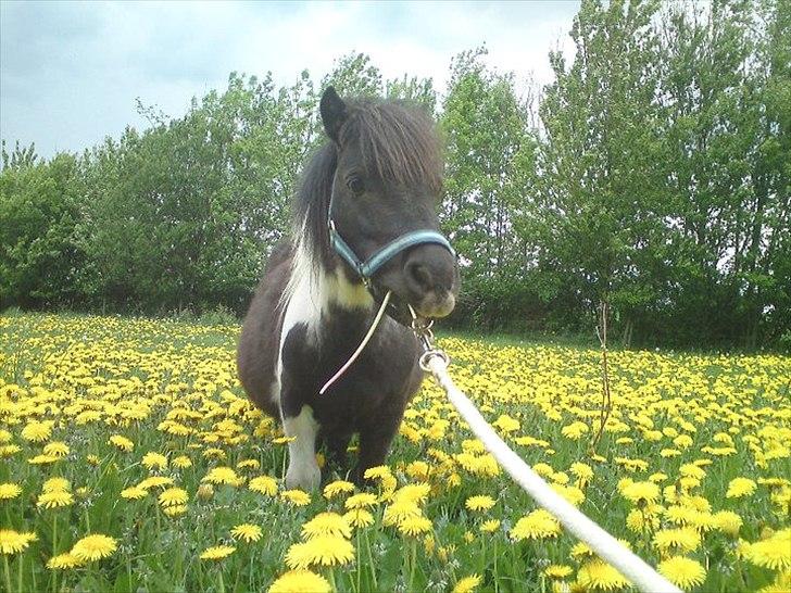 Shetlænder Thorsvang´s Samson billede 11