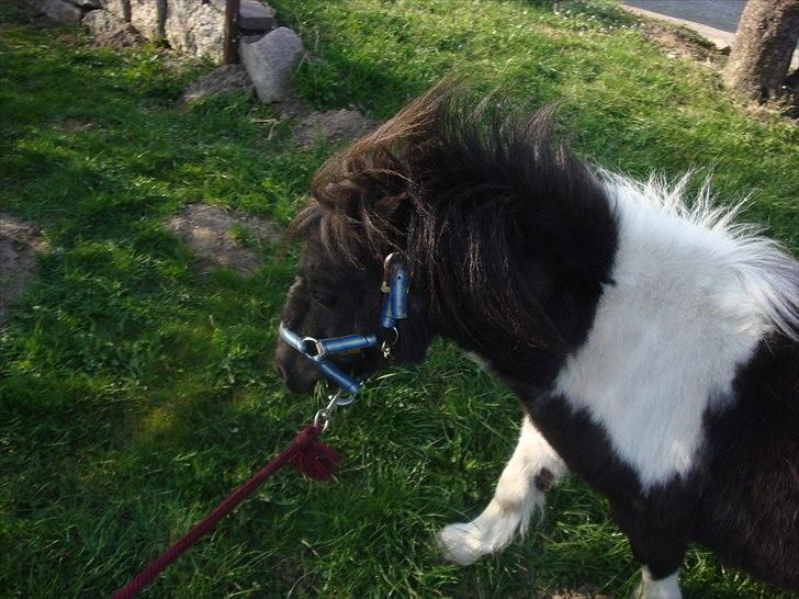 Shetlænder Thorsvang´s Samson billede 12