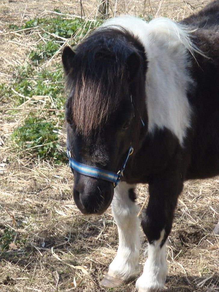 Shetlænder Thorsvang´s Samson billede 4