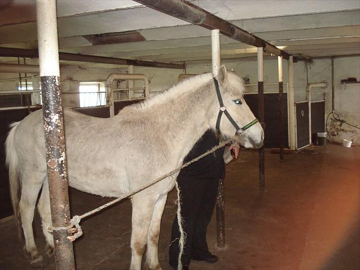 Fjordhest Hjalde Fjord - April 2009 Hjalde lige efter jeg havde købt ham. billede 4