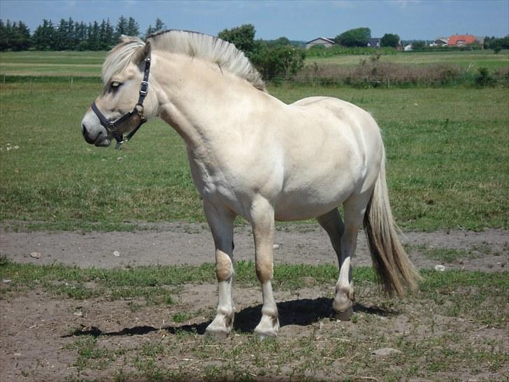Fjordhest Hjalde Fjord - Hjalde tre år og klar til ridningen billede 5