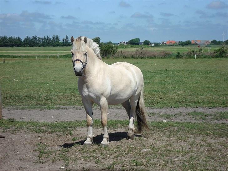 Fjordhest Hjalde Fjord - sommer 2010 billede 6