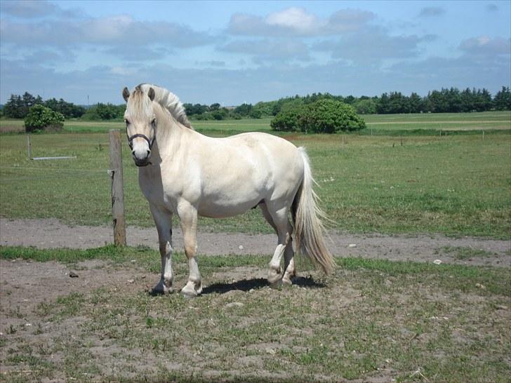 Fjordhest Hjalde Fjord - sommer 2010 billede 7