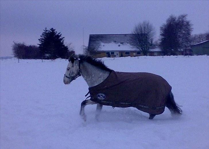 Knabstrupper Epona - Epona i sne ´09. Taget af hendes gamle ejer. billede 2