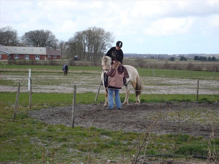 Fjordhest Hjalde Fjord - Første gang på Hjalde hesten :-) billede 8