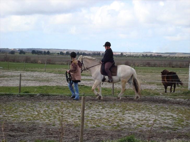 Fjordhest Hjalde Fjord - Min første ridetur på Hjalde. billede 9