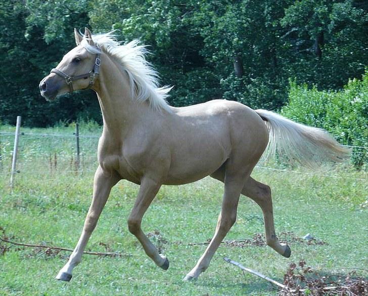 Palomino Østrupgårds Vanilla - 14 måneder billede 10