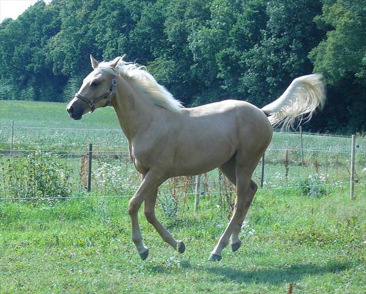 Palomino Østrupgårds Vanilla - Helt uden at røre jorden billede 12