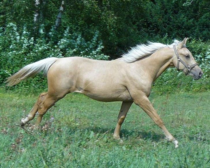 Palomino Østrupgårds Vanilla billede 13