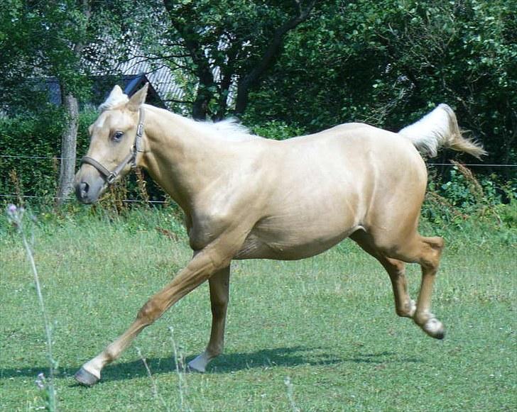 Palomino Østrupgårds Vanilla - Og så gakker man ud !?!? billede 14