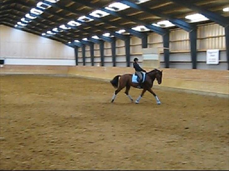 Dansk Varmblod Avlbogårds Melando billede 7