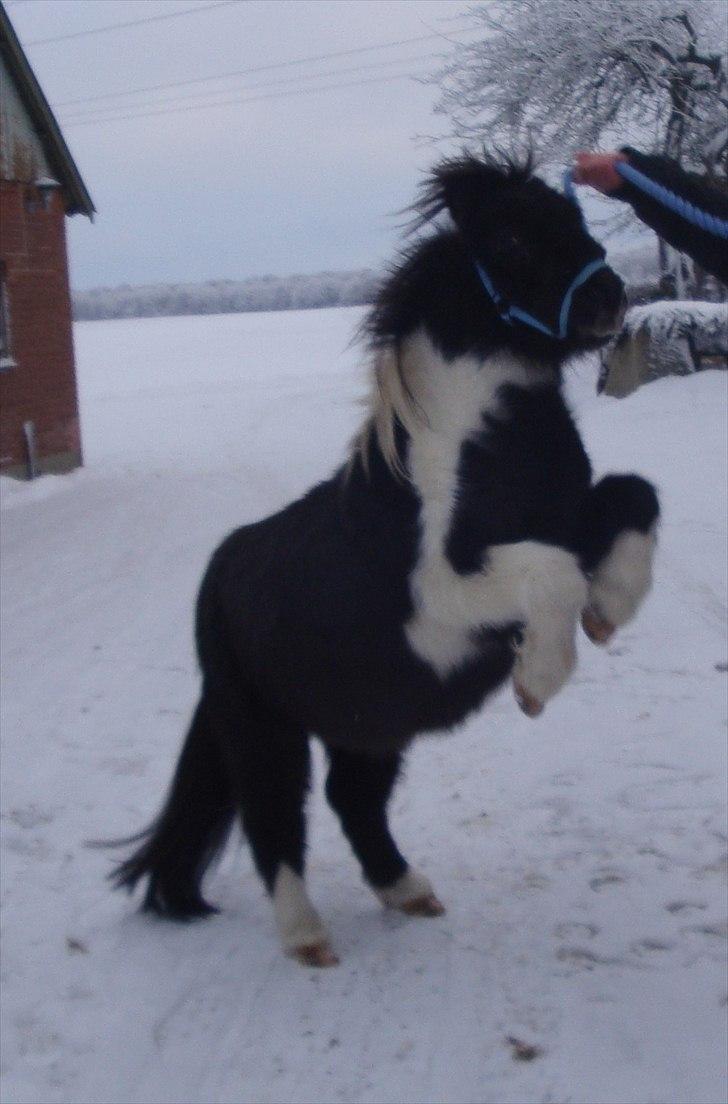 Shetlænder Thorsvang´s Samson - ´ billede 13