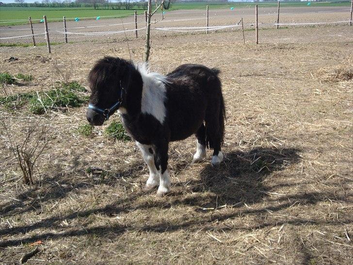 Shetlænder Thorsvang´s Samson billede 14